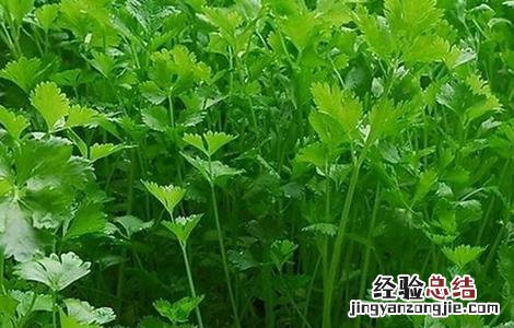 香菜抽薹的预防措施 香菜抽薹的预防措施是什么