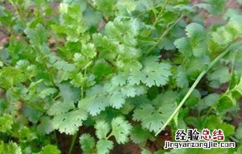 香菜抽薹的预防措施 香菜抽薹的预防措施是什么