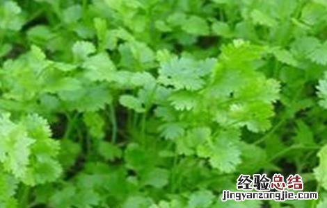 香菜抽薹的预防措施 香菜抽薹的预防措施是什么