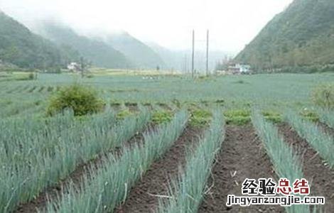 大葱的育苗技术和时间 大葱的育苗技术