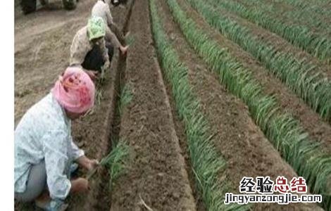 大葱的育苗技术和时间 大葱的育苗技术