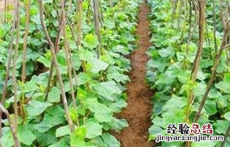 黄瓜施肥技术模式 黄瓜的施肥技术
