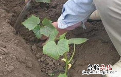 黄瓜施肥技术模式 黄瓜的施肥技术