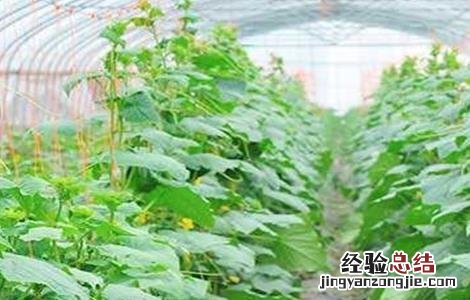 黄瓜施肥技术模式 黄瓜的施肥技术