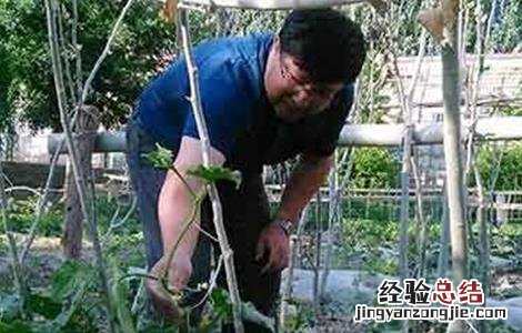 黄瓜施肥技术模式 黄瓜的施肥技术