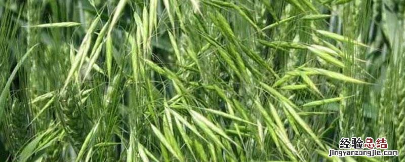 盖草能的适用范围 盖草能的适用范围图片