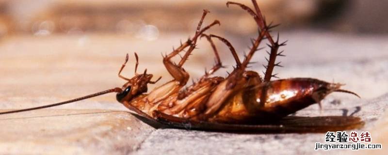 晚上开着灯睡觉蟑螂还能到处爬吗 晚上开灯睡蟑螂是不是不会出来了
