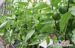 辣椒转色期管理 甜椒转色期管理技术