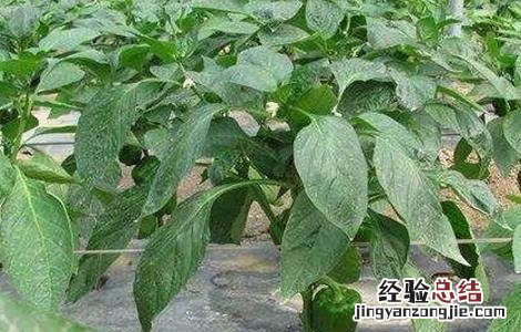 辣椒转色期管理 甜椒转色期管理技术