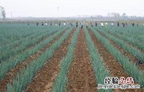 大葱的高产施肥技术 大葱种植高产施肥技巧