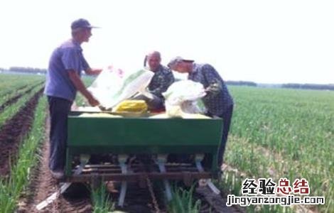 大葱的高产施肥技术 大葱种植高产施肥技巧