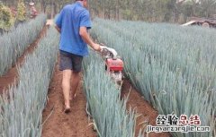 大葱的高产施肥技术 大葱种植高产施肥技巧