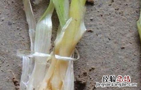 大葱常见病虫害的防治方法 大葱常见病虫害的防治方法视频
