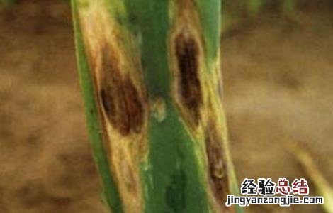 大葱常见病虫害的防治方法 大葱常见病虫害的防治方法视频