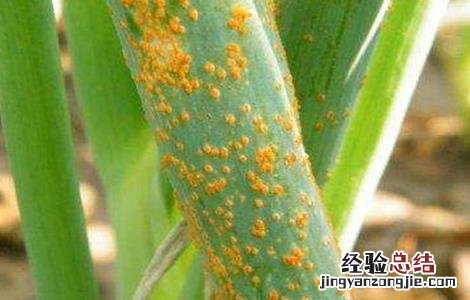大葱常见病虫害的防治方法 大葱常见病虫害的防治方法视频