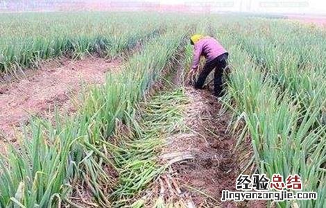 大葱冬季管理技术 大葱冬季管理技术要点