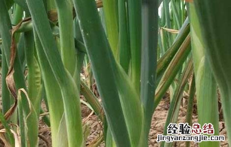 大葱冬季管理技术 大葱冬季管理技术要点