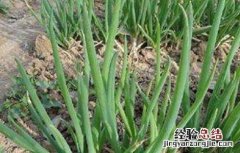 大葱冬季管理技术 大葱冬季管理技术要点