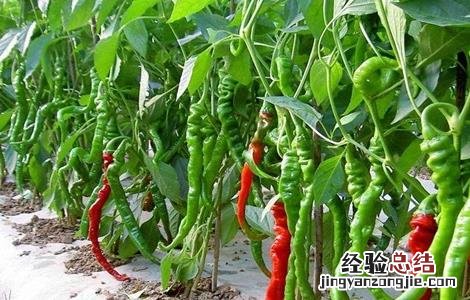 如何提高辣椒的产量 怎么提高辣椒产量