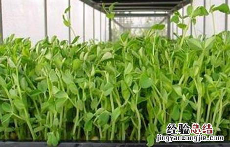 芽苗菜如何种植视频 芽苗菜如何种植