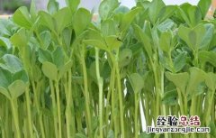 芽苗菜如何种植视频 芽苗菜如何种植