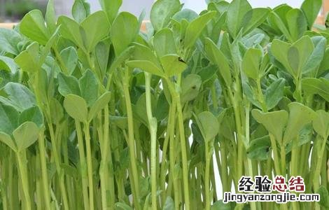 芽苗菜如何种植视频 芽苗菜如何种植