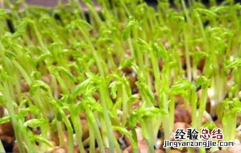 芽苗菜如何种植视频 芽苗菜如何种植