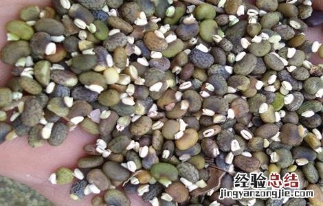 毛豆育苗移栽技术 毛豆育苗移栽技术要点