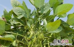 毛豆育苗移栽技术 毛豆育苗移栽技术要点
