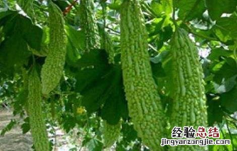苦瓜的育苗方法 苦瓜的育苗方法和种植时间