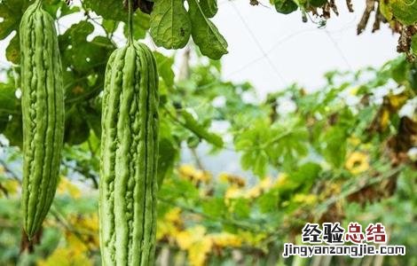 苦瓜的育苗方法 苦瓜的育苗方法和种植时间