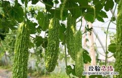 苦瓜的育苗方法 苦瓜的育苗方法和种植时间