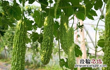 苦瓜的育苗方法 苦瓜的育苗方法和种植时间