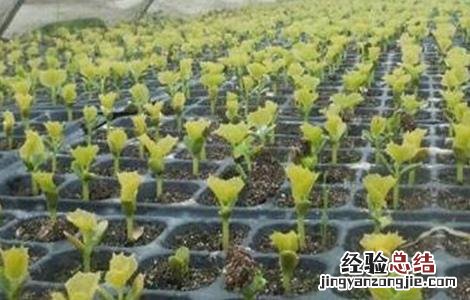 苦瓜的育苗方法 苦瓜的育苗方法和种植时间