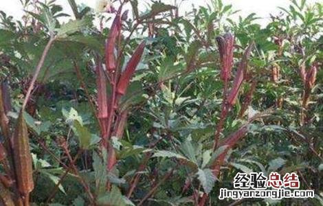 种植红秋葵该怎么管理 种植红秋葵该怎么管理视频