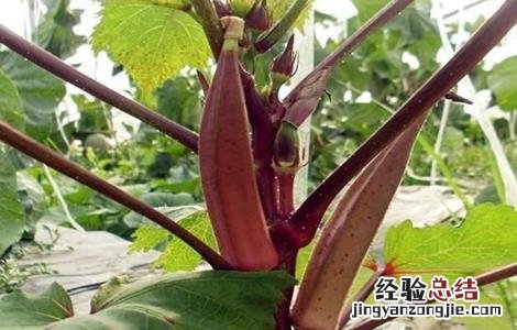 种植红秋葵该怎么管理 种植红秋葵该怎么管理视频