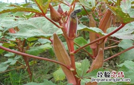 种植红秋葵该怎么管理 种植红秋葵该怎么管理视频