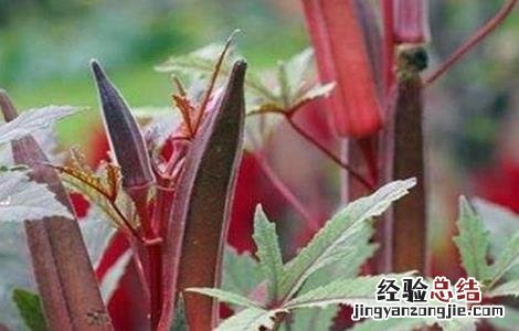 种植红秋葵该怎么管理 种植红秋葵该怎么管理视频