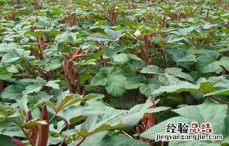 种植红秋葵该怎么管理 种植红秋葵该怎么管理视频