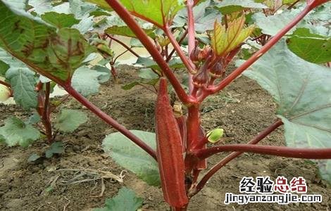 红秋葵的栽培技术 红秋葵的栽培技术视频