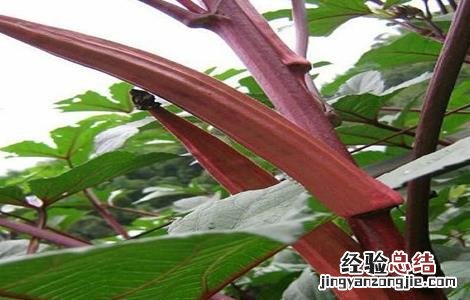 红秋葵的栽培技术 红秋葵的栽培技术视频