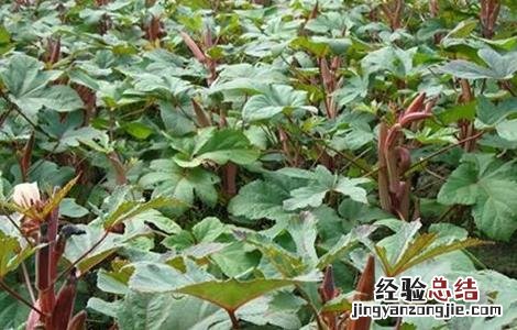 红秋葵的栽培技术 红秋葵的栽培技术视频