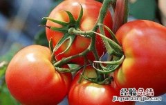 西红柿高产施肥方法有哪些 西红柿高产施肥方法