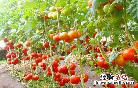 西红柿高产施肥方法有哪些 西红柿高产施肥方法
