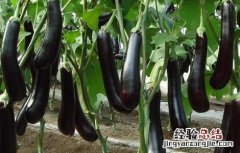 茄子对环境条件的要求 茄子的种植环境