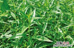 苦胆草的功效与作用及禁忌有哪些呢 苦胆草的功效与作用及禁忌有哪些