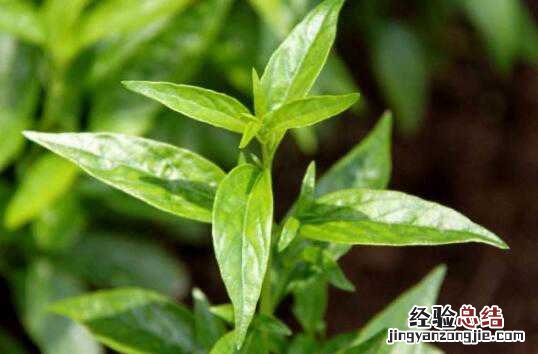 苦胆草的功效与作用及禁忌有哪些呢 苦胆草的功效与作用及禁忌有哪些