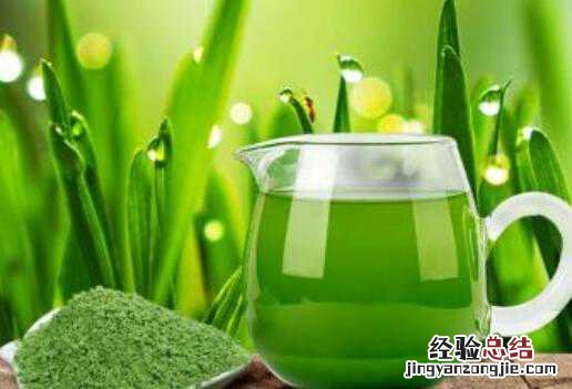 大麦青汁怎么喝,大麦青汁的正确喝法