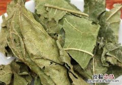 桑叶的用处,桑叶泡水喝的作用和功效 桑叶的用处，桑叶泡水喝的作用