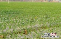大蒜二次生长的原因及预防方法 大蒜二次生长的原因及预防方法是什么